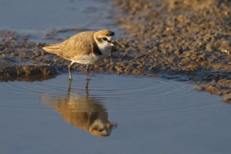 Kentish Plover (Charadrius alexandrinus) male, Mallorca, Spain