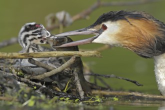 Great Crested Grebe (Podiceps cristatus) with juvenile, North Rhine-Westphalia, Germany
