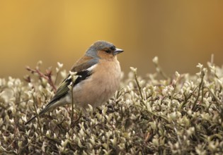 Common Chaffinch (Fringilla coelebs) male, Schleswig-Holstein, Germany