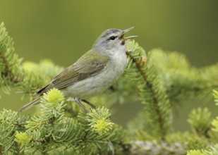 Tennessee Warbler (Leiothlypis peregrina), Alberta, Canada