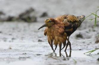 Ruff (Calidris pugnax) male, Schleswig-Holstein, Germany