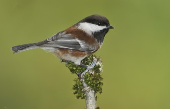 Chestnut-backed Chickadee (Poecile rufescens), British Columbia, Canada