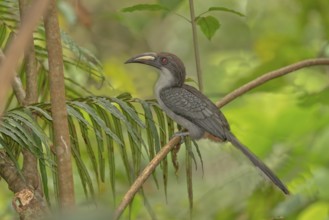 Sri Lanka Grey Hornbill (Ocyceros gingalensis) perched on a branch, Sinharaja, Sri Lanka