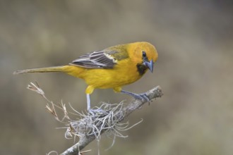 Altamira Oriole (Icterus gularis), Texas, USA