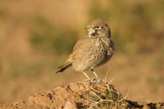 Thick-billed Lark (Ramphocoris clotbey) male, Morocco