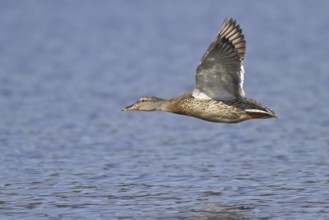 Mallard (Anas platyrhynchos) female flying, British Columbia, Canada