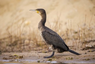 Great Cormorant (Phalacrocorax carbo), North Rhine-Westphalia, Germany