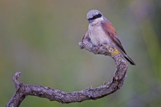 Red-backed Shrike (Lanius collurio) male, Saxony-Anhalt, Germany
