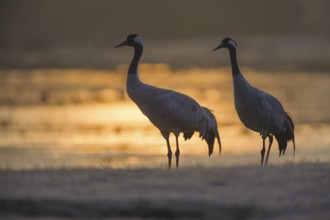 Common Crane (Grus grus), Vaestergoetland, Sweden