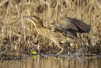 Eurasian Bittern (Botaurus stellaris), Zurich, Switzerland