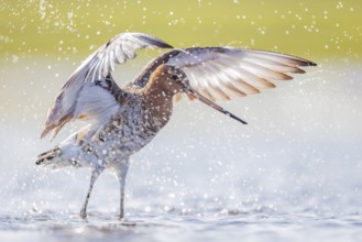 Uferschnepfe, Limosa limosa Black-tailed Godwit, Limosa limosa