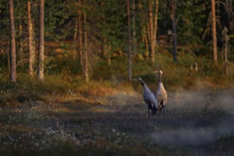 Finland wildlife. Common Crane, Grus grus, pair big bird in the nature habitat, Kuhmo, Finland.