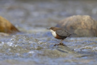 White-throated Dipper (Cinclus cinclus), Carinthia, Austria
