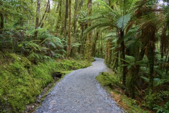 A winding path leads through a lush, moss-covered forest full of ferns and tall trees, summer, Lake
