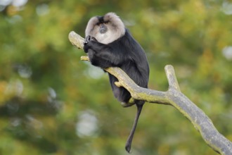 Bearded monkey or Wanderu (Macaca silenus) sits on a branch, captive, native to India