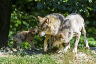 Wolves and a pup exploring a green forest landscape in the summer heat, Timberwolf, wolf, American