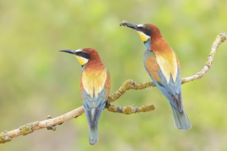 Bee-eater (Merops apiaster) pair sitting on a branch, male, breeding, wildlife, mating, migratory