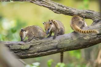 South American coati (Nasua nasua) youngsters on an old tree trunk, captive, Zoo Augsburg