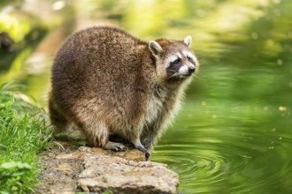 Common raccoon (Procyon lotor) on the edge of a little lake, Bavaria, Germany