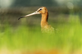 Snipe bird with sharp outline against a blurred green background, black-tailed godwit (Limosa