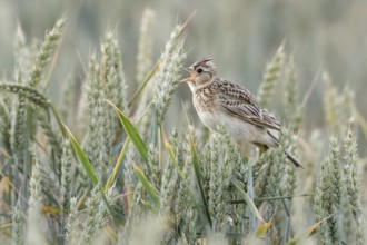 Skylark (Alauda arvensis) sings in a wheat field, sits in the grain, popular and formerly common