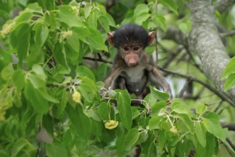 Bear baboon, chacma baboon (Papio ursinus), young, baby, sitting on tree, fragile, Kruger, Kruger