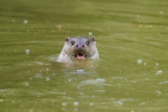 European otter (Lutra lutra), swimming in greenish water with recognisable joy on its face, Germany