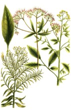 Water hemp, Eupatorium spicatum, bidens americanum and canadense, Historical, digitally restored