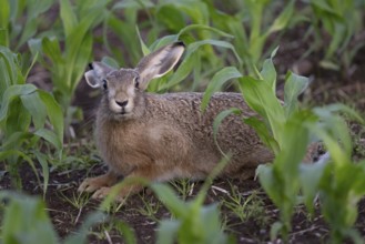 Brown hare in a maize field, Wittlich, Rhineland-Palatinate, Germany
