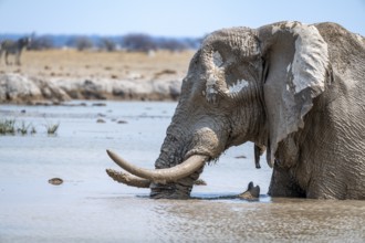 African elephant (Loxodonta africana), adult, standing in water, at a waterhole, Nxai Pan National
