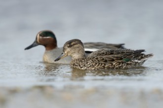 A pair of teals... Teal (Anas crecca), smallest duck in Europe, named for the characteristic call