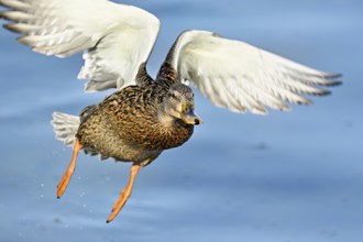 Mallard (Anas platyrhynchos), female in flight, Flachsee, nature reserve, Reusstal, Canton Aargau,