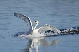Mute swan (Cygnus olor), on landing approach, Flachsee nature reserve, Freiamt, Canton Aargau,