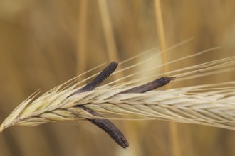 Ergot mushroom Claviceps purpurea on a ripe ear of grain