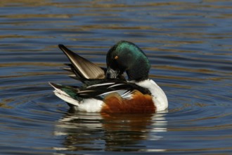 Northern Shoveler (Anas clypeata), male on marsh, Castile la Mancha, Spain