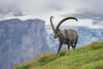 Alpine Ibex (Capra ibex) male in alpine landscape, High Tauern, Carinthia, Austria