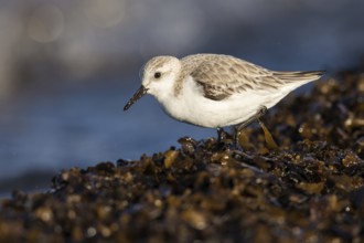 Sanderling (Calidris alba), Fuerteventura, Spain
