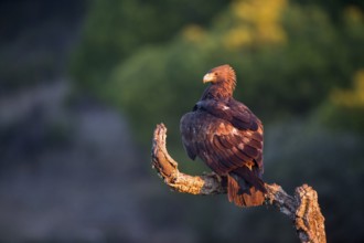 Golden Eagle (Aquila chrysaetos) juvenile, Andalusia, Spain