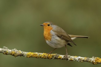 Roodborst zittend op tak, robin sitting on branch