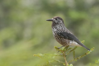 Spotted Nutcracker (Nucifraga caryocatactes), Grisons, Switzerland