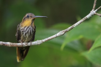 Saw-billed Hermit (Ramphodon naevius) perched on a branch in the Atlantic rainforest of southeast