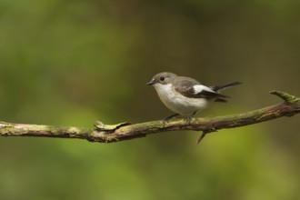 European Pied Flycatcher (Ficedula hypoleuca) female, Utrecht, Netherlands