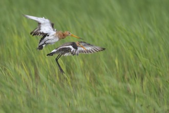 Black-tailed Godwit (Limosa limosa) flying, Lake Neusiedl, Austria
