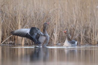 Greylag Goose (Anser anser), Saxony, Germany