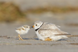 Piping Plover (Charadrius melodus) with chick, Massachusetts, USA