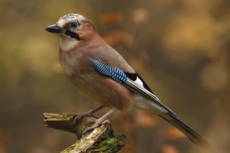 Eurasian Jay (Garrulus glandarius), Utrecht, Netherlands
