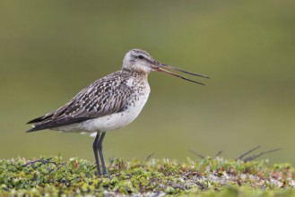 Bar-tailed Godwit (Limosa lapponica) female, Finnmark, Norway