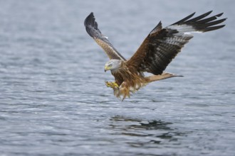 Red Kite (Milvus milvus) flying, Lower Saxony, Germany