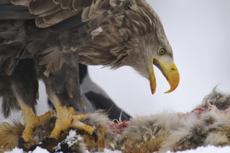 White-tailed Eagle (Haliaeetus albicilla), Norway
