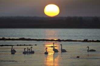Whooper Swan (Cygnus cygnus), Lower Saxony, Germany